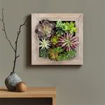 Nattol Artificial Succulent Frame