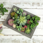 Nattol DIY Artificial Succulent Frame