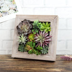 Nattol Artificial Succulent Frame